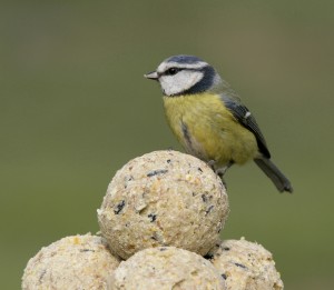 Blue tit Nigel Blake (rspb-images.com)