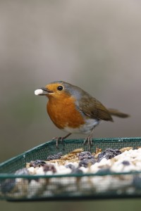 Robin. Nigel Blake (rspb-images.com)