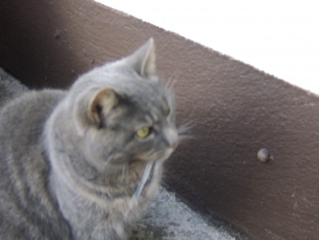 Smokie eyeing up the snail